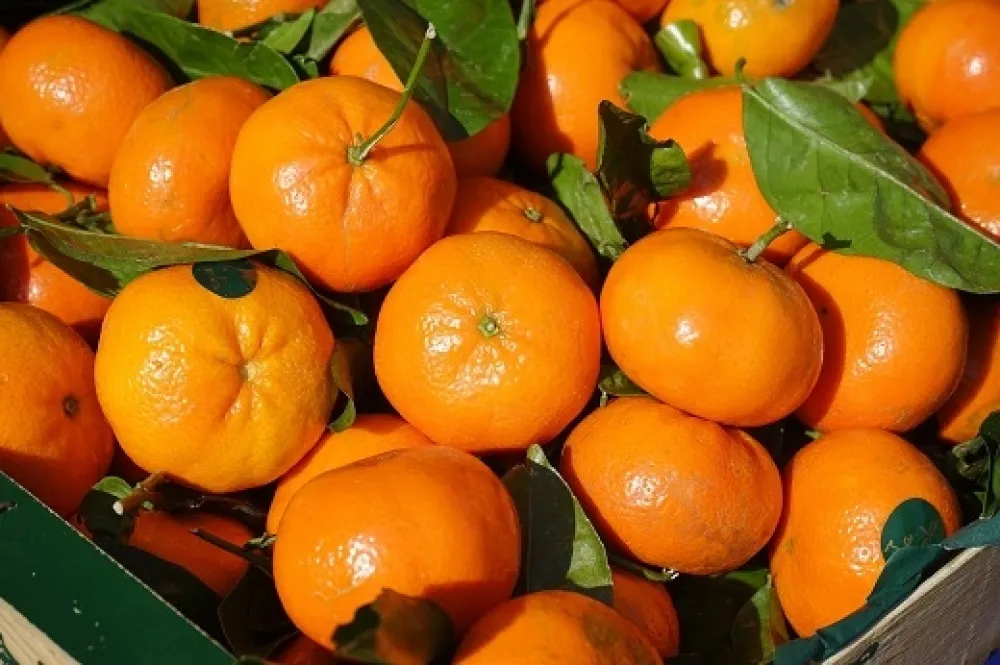 mandarine mandarine