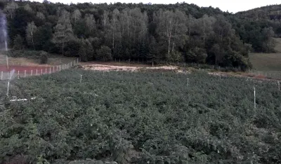 Malinari apeluju na premijera i ministra poljoprivrede: Država da uplati obećanu pomoć otkupljivačima