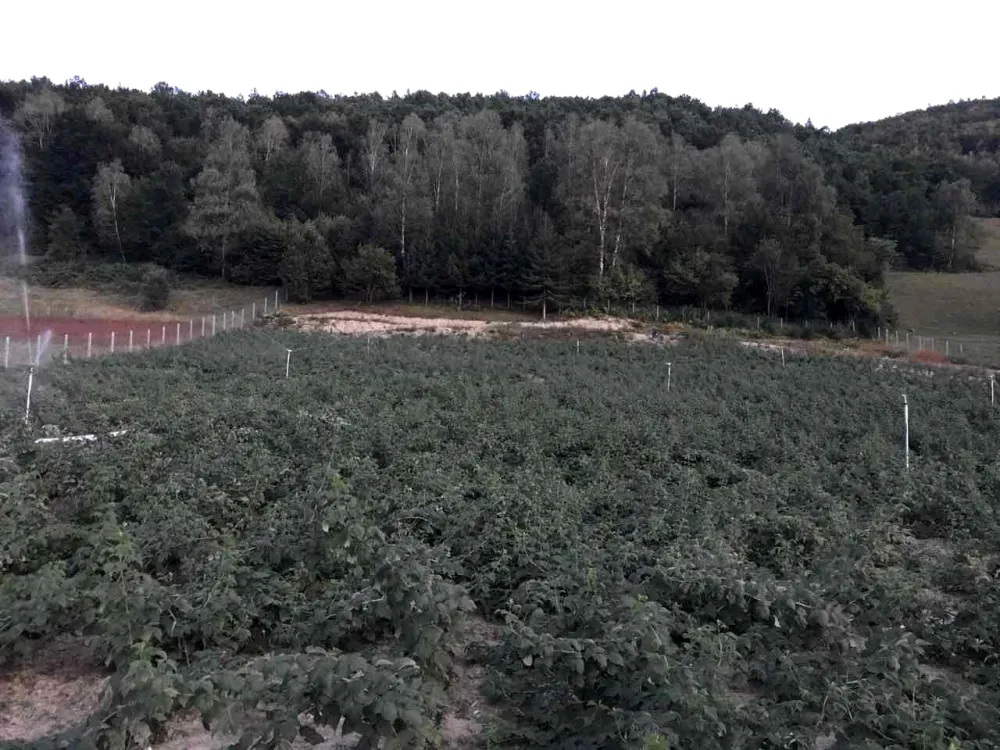 Malinari apeluju na premijera i ministra poljoprivrede: Država da uplati obećanu pomoć otkupljivačima