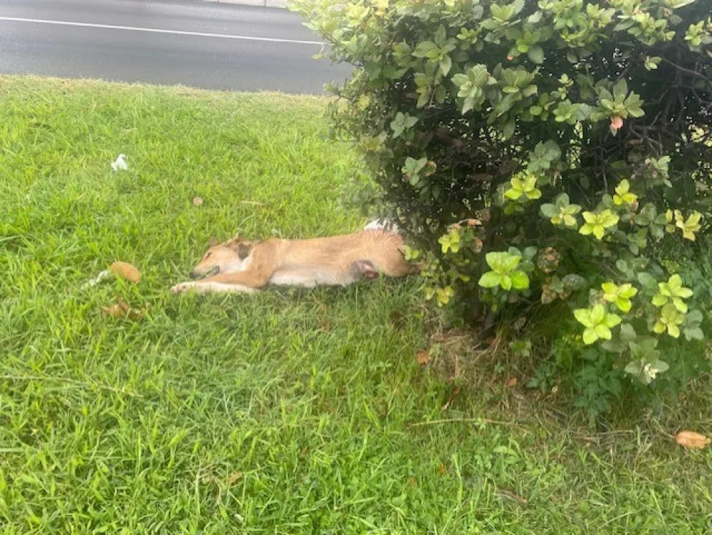 Osnovati grupu za za&scaron;titu životinja