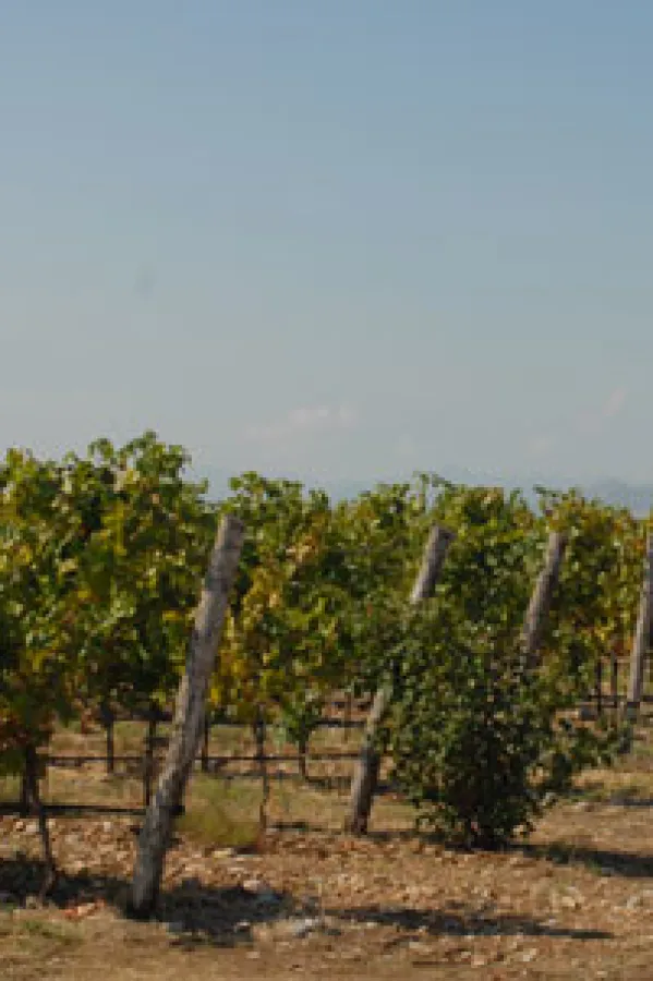 Плантажин захтјев у обради