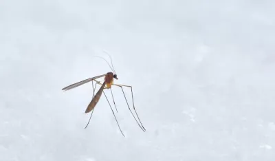 U Srbiji 62 oboljelih od groznice zapadnog Nila