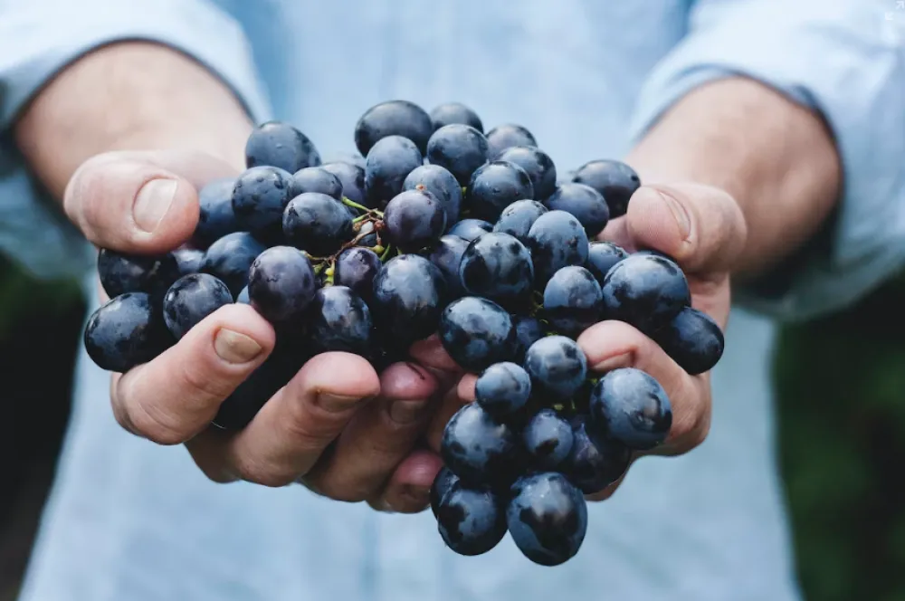 Koje grožđe je najzdravije?
