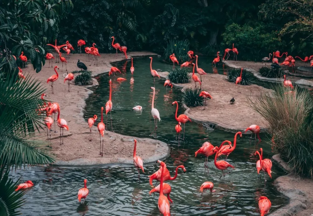 Uragan Idalia odnio flamingose do Ohaja