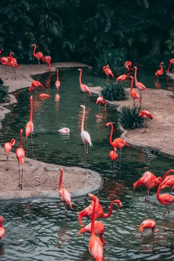 Uragan Idalia odnio flamingose do Ohaja