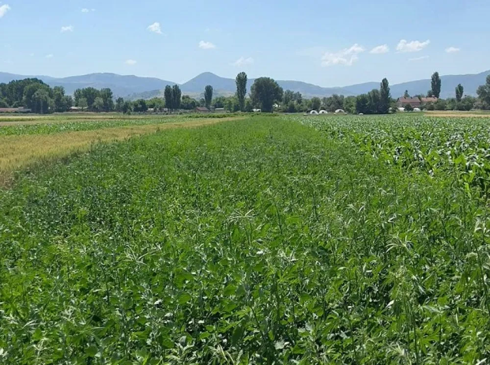 Поље канабиса (ФОТО: МРТ)