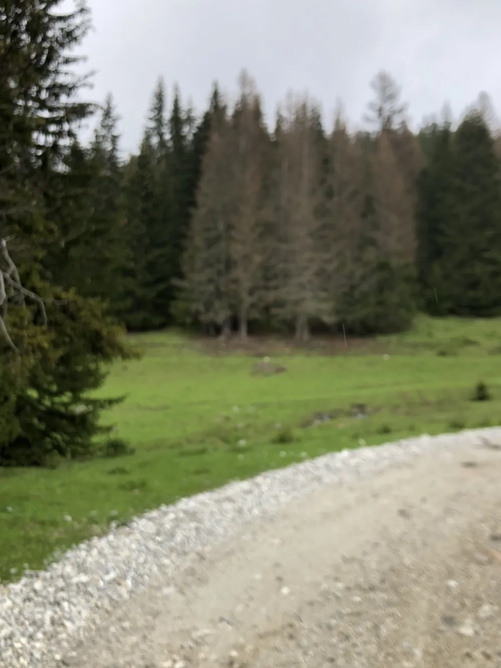 Plav: "Potkornjak" ugrozio za&scaron;tićenu &scaron;umu nacionalnog parka