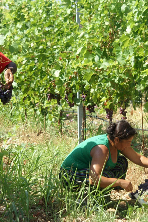 Crnogorske vinograde beru sezonski radnici iz Indije