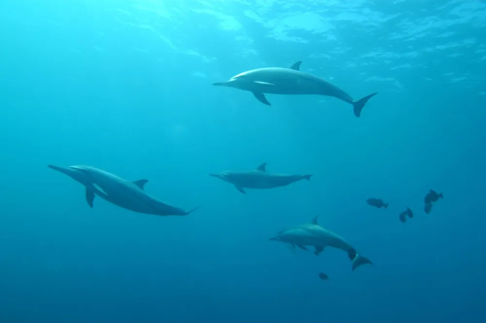 delfini, unsplash ilustracija