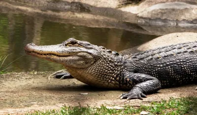 (FOTO) Policajci na Floridi ubili aligatora koji je u raljama imao tijelo žene