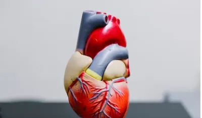 Obavljena druga transplantacija genetski modificiranog svinjskog srca čovjeku