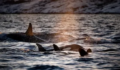 Kit prevrnuo čamac, poginuo mu&scaron;karac