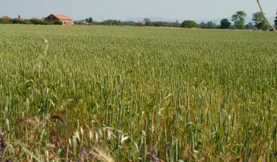 Donesen agrobudžet Op&scaron;tine Tuzi: Pala ciјena p&scaron;enice, ali i subvenciјe
