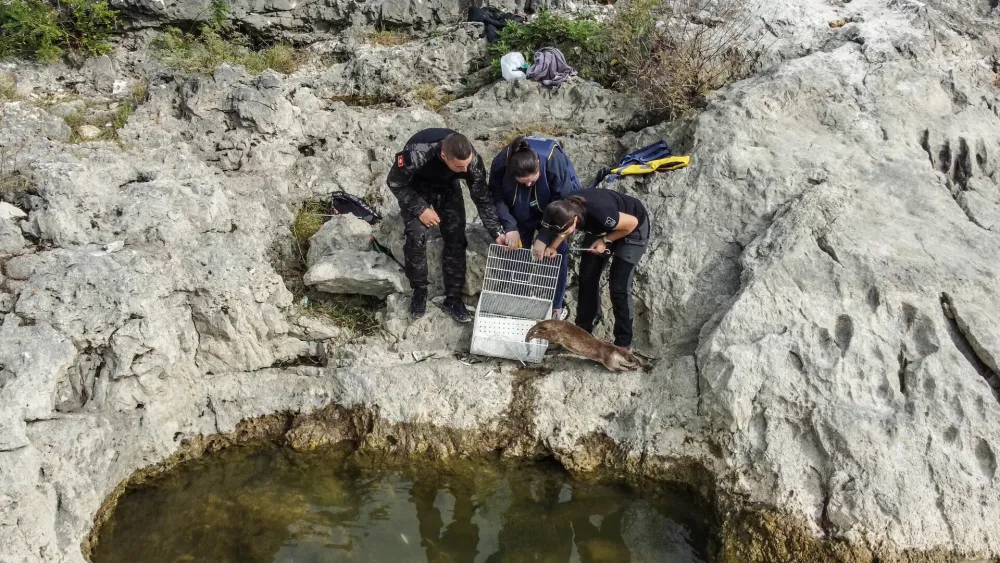 Vidra vraćena u prirodno stani&scaron;te