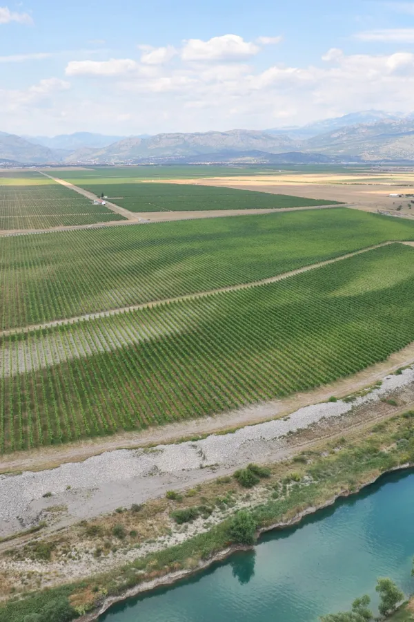 Državno preduzeće nastavilo da niže gubitke: "Plantaže" u minusu 45,7 miliona