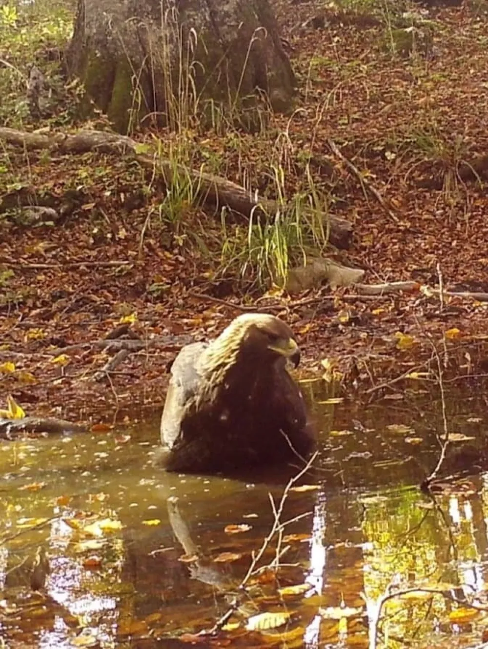 park prirode piva - ptica