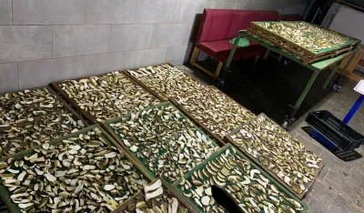 Berači i otkupljivači gljiva ostali praznih džepova