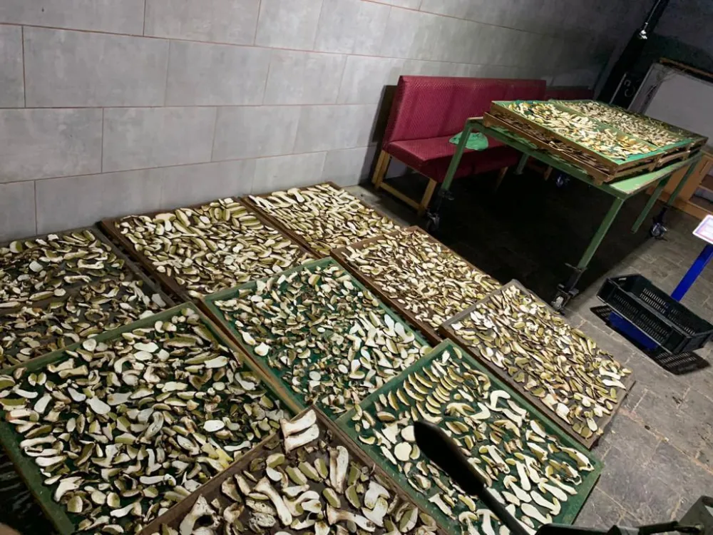 Berači i otkupljivači gljiva ostali praznih džepova