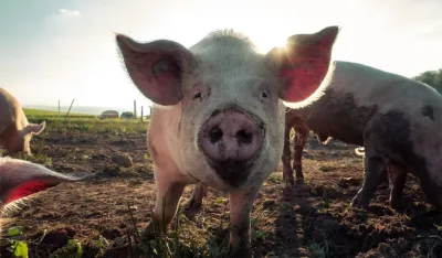 Go to Pascal Debrunner's profile<br>Pascal Debrunner, ilustracija, prase, svinja