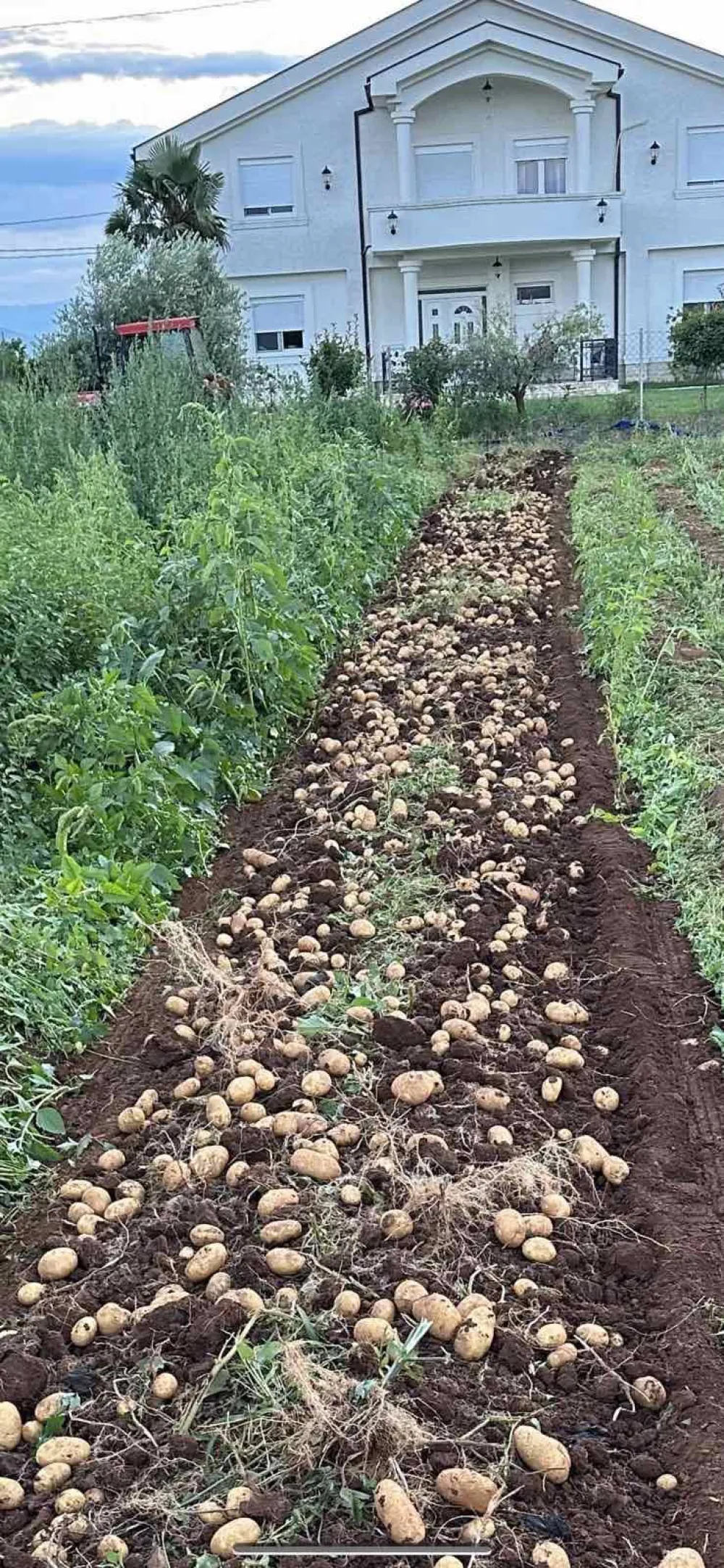 Тоне кромпира предали чипсари