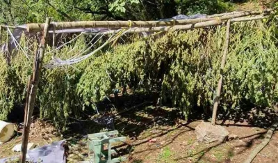 Izvje&scaron;taj o trži&scaron;tu kanabisa EU: Države Zapadnog Balkana označene kao važni dobavljači