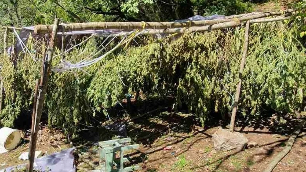 Izvje&scaron;taj o trži&scaron;tu kanabisa EU: Države Zapadnog Balkana označene kao važni dobavljači