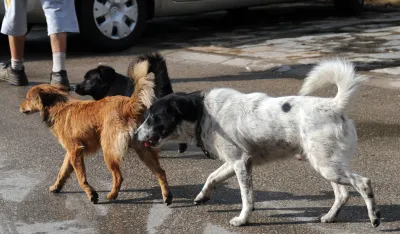 Savjet roditelja O&Scaron; "Vuko Jovović" u Danilovgradu pokrenuo peticiju: Traže seoski azil za napu&scaron;tene pse