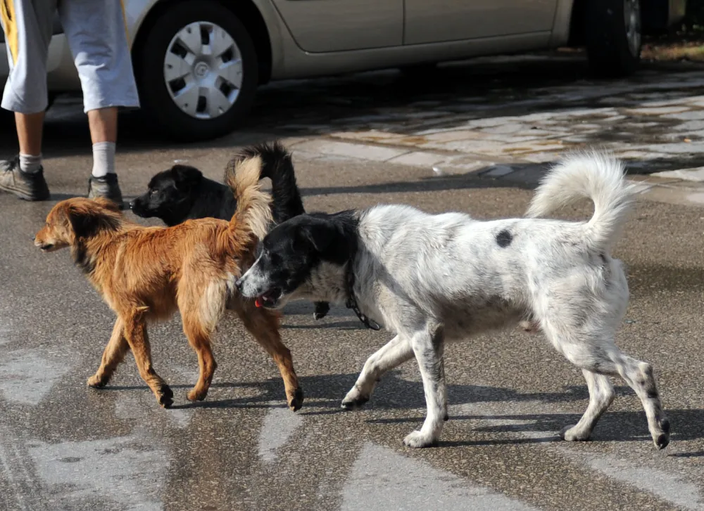 Savjet roditelja O&Scaron; "Vuko Jovović" u Danilovgradu pokrenuo peticiju: Traže seoski azil za napu&scaron;tene pse