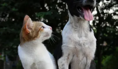 TO Bar: Novac za vatromet preusmjeriće na park za ljubimce