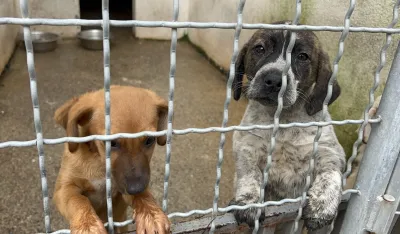 Skloni&scaron;te za pse