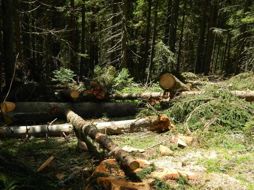 Посечена стабла