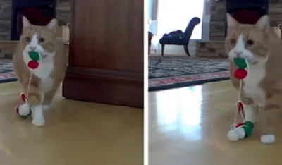 Dok vlasnica spava, mačak premje&scaron;ta božićne ukrase po kući