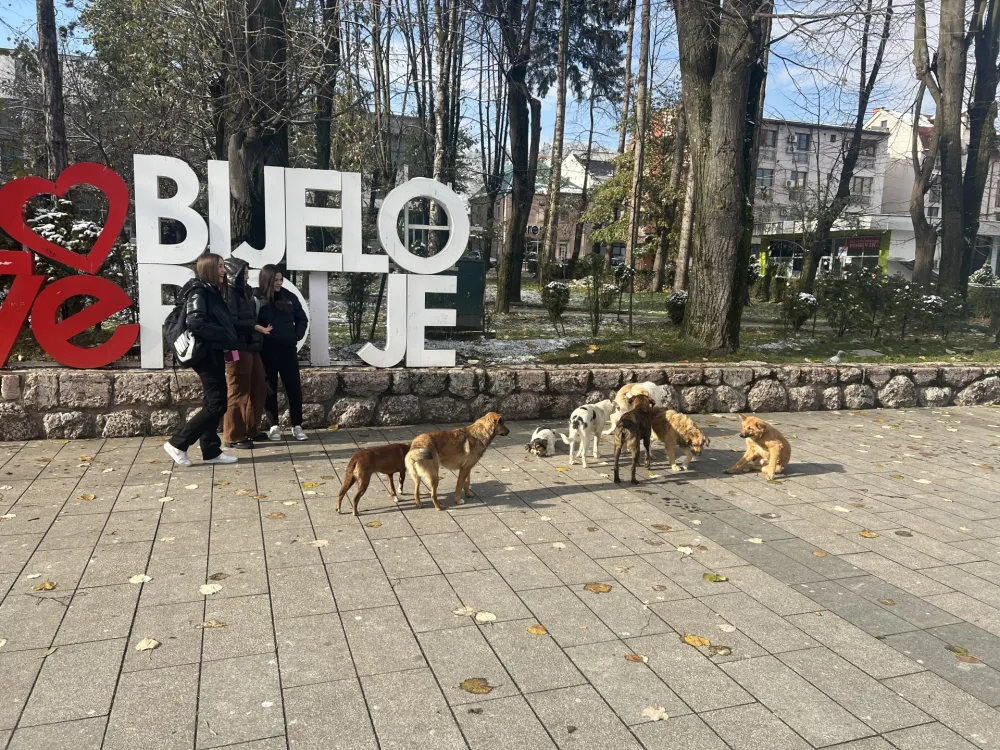 Centralni azil za pse na sјeveru јedino rјe&scaron;enje