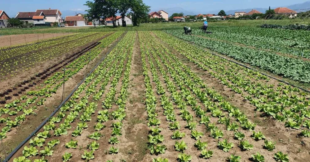 Успјешна производња