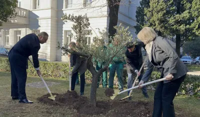 Zasađena maslina ispred Skup&scaron;tine Glavnog grada