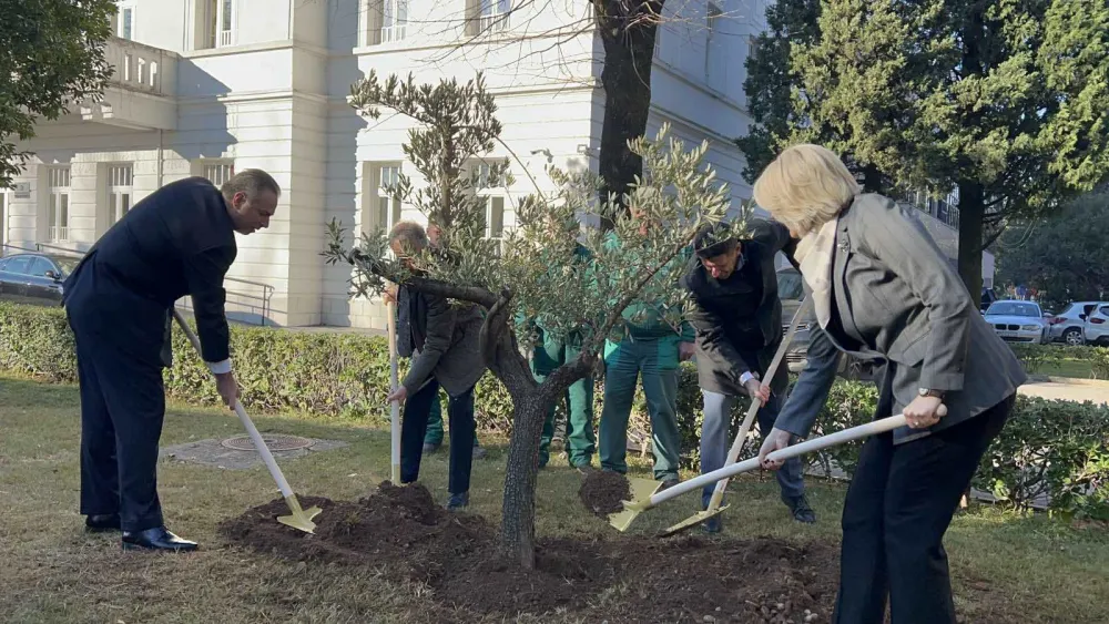 Zasađena maslina ispred Skup&scaron;tine Glavnog grada