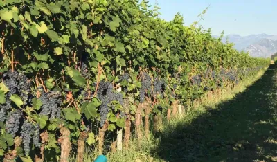 Op&scaron;tina Zeta sa 300 eura &bdquo;liјeči&rdquo; &scaron;tetu na usјevima