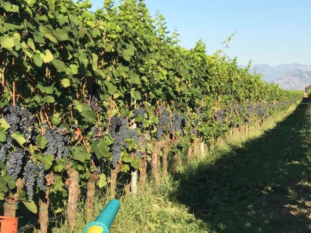 Op&scaron;tina Zeta sa 300 eura &bdquo;liјeči&rdquo; &scaron;tetu na usјevima