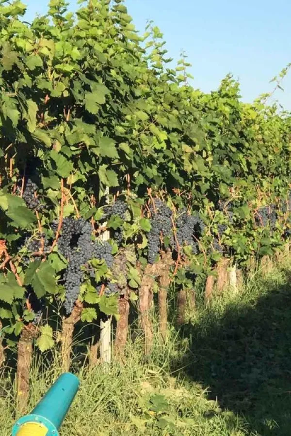 Op&scaron;tina Zeta sa 300 eura &bdquo;liјeči&rdquo; &scaron;tetu na usјevima