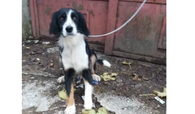 Apel za pomoć: Donacija za liječenje Orea