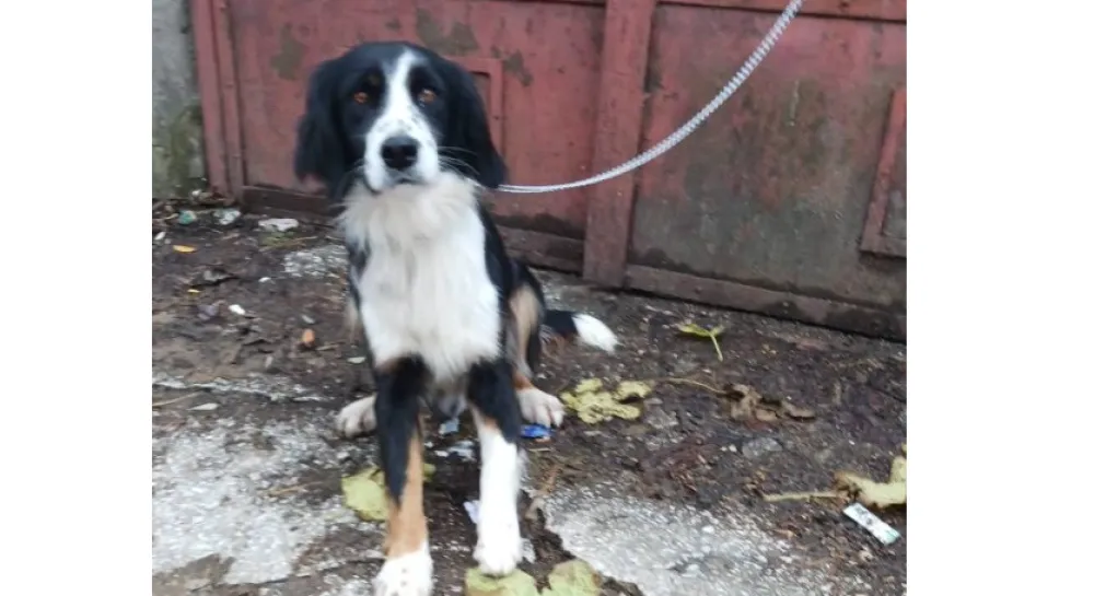 Apel za pomoć: Donacija za liječenje Orea