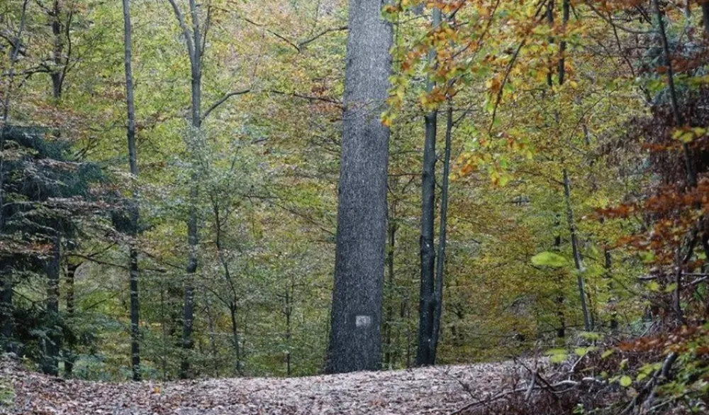 &Scaron;ume, Ilustracija