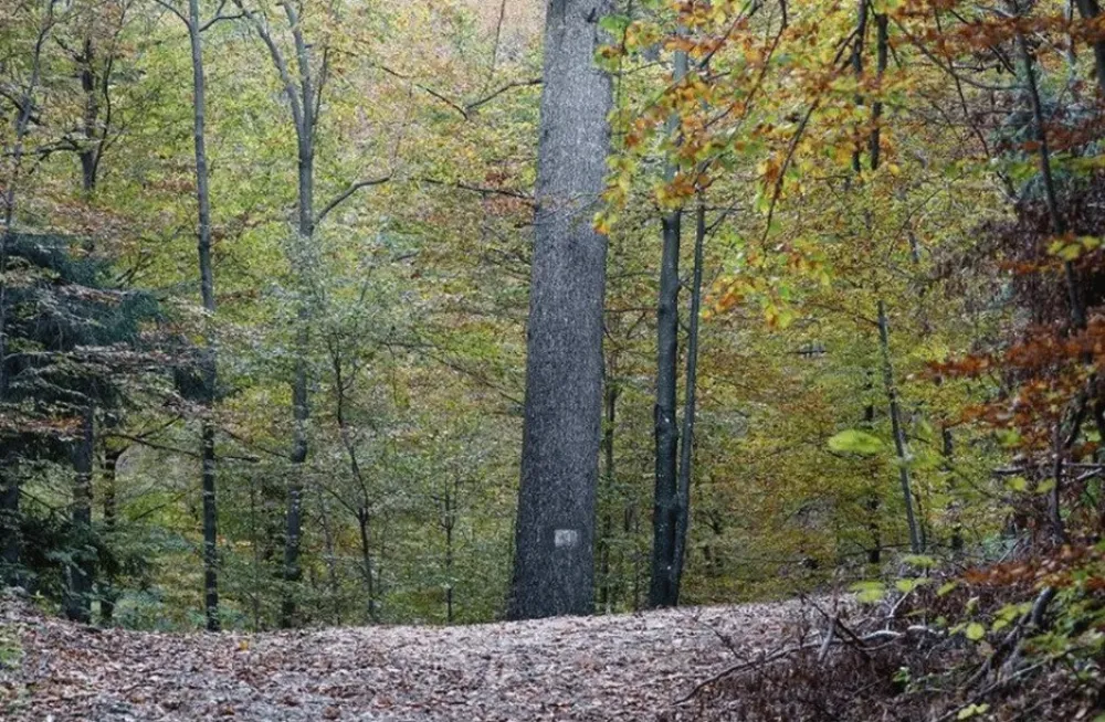 &Scaron;ume, Ilustracija