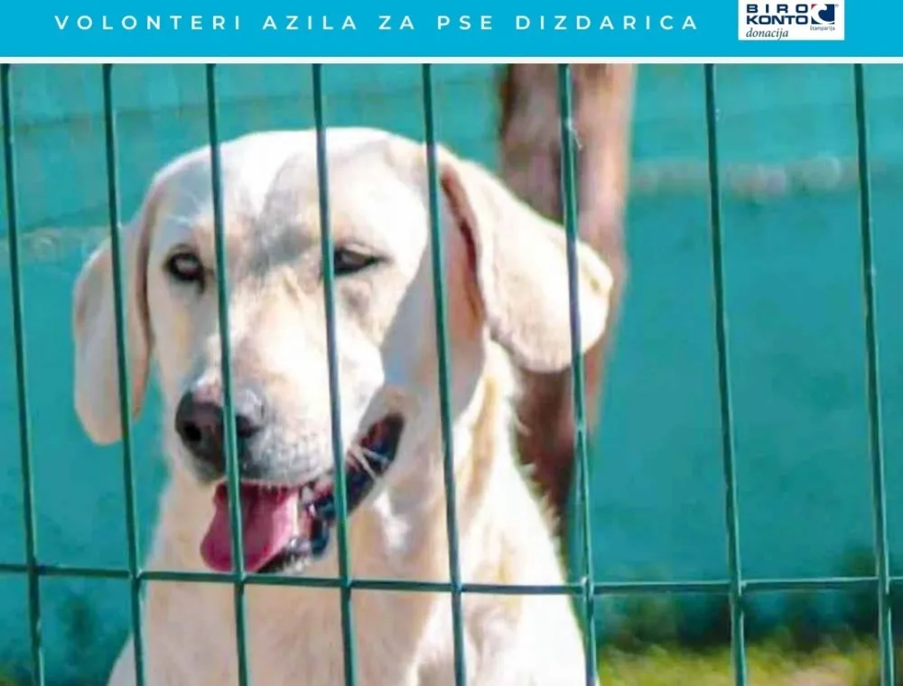 Novogodi&scaron;nji kalendar Azila za pse na Dizdarici