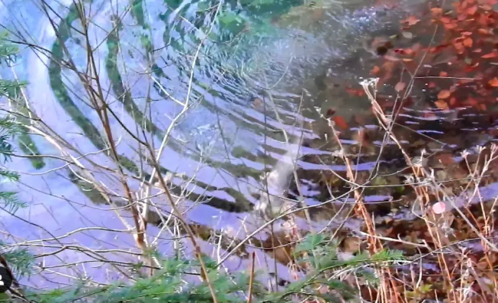 vidra, Biogradsko jezero