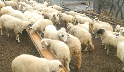 Све рјеђа стада оваца на подручју општине Андријевица