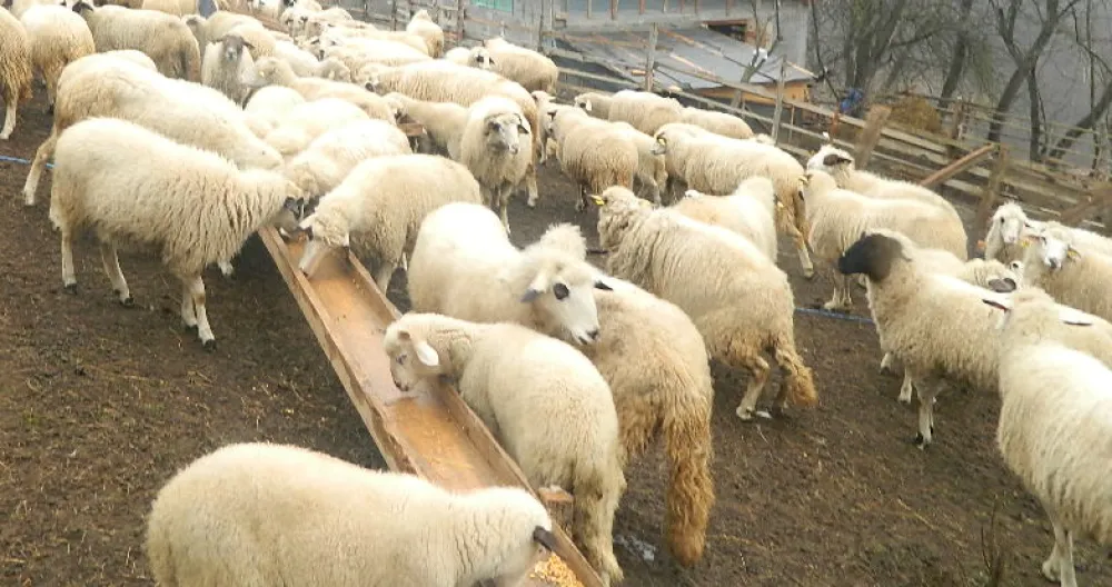 Све рјеђа стада оваца на подручју општине Андријевица