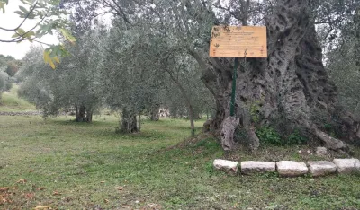 Стара масолина