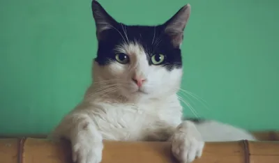 Za&scaron;to mačke mrze vodu