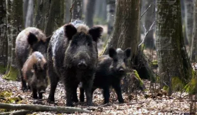 Највећа одговорност на ловцима јер су дивље свиње најборнији носиоци узрочника трихинелозе 